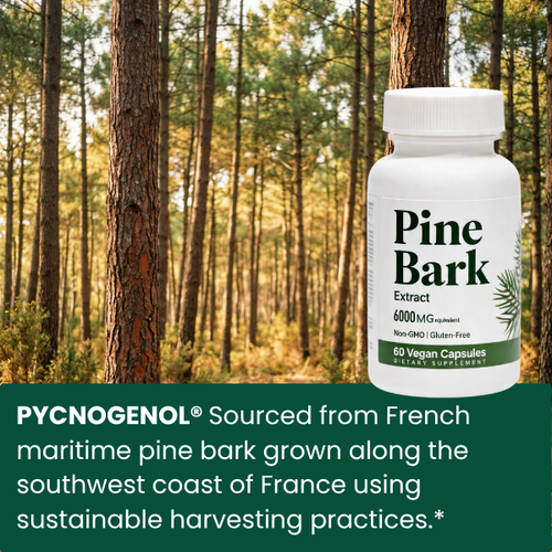 Pine Bark Extract